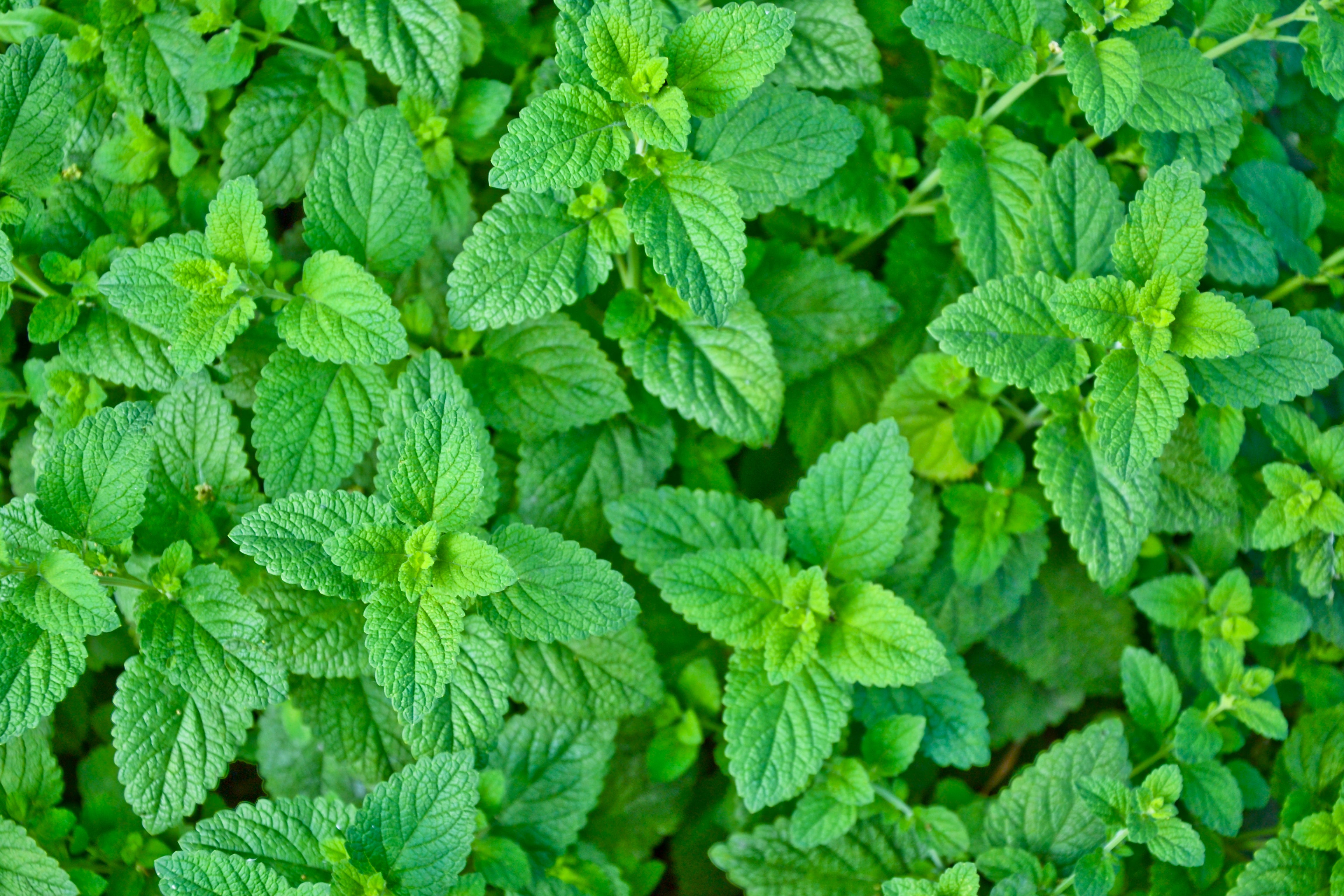 Our Superstar Ingredient