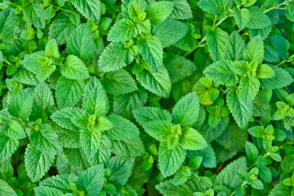 Our Superstar Ingredient